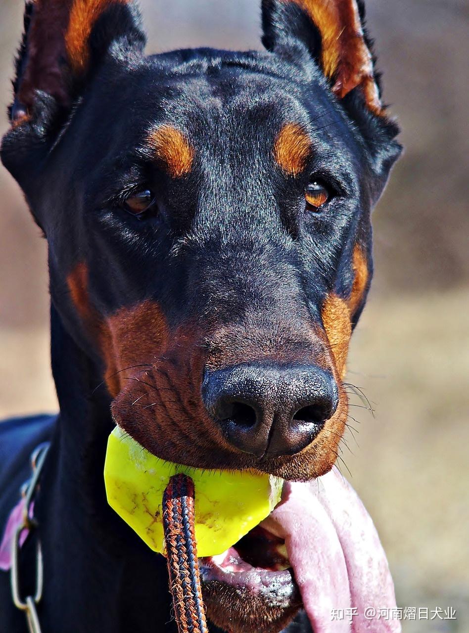 怎么挑选好的杜宾犬？熠日犬舍带你走进杜宾的世界 - 知乎