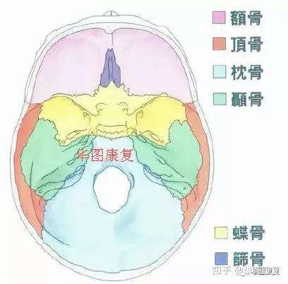 颅骨基础解剖 - 知乎