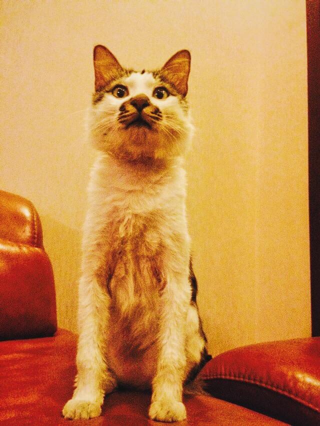 家里有两只猫,小猫看起来很小,但是已经在吃猫