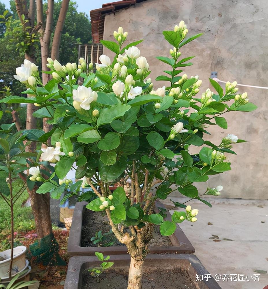 茉莉花冬季有5怕做錯會黃葉嚴重會死掉