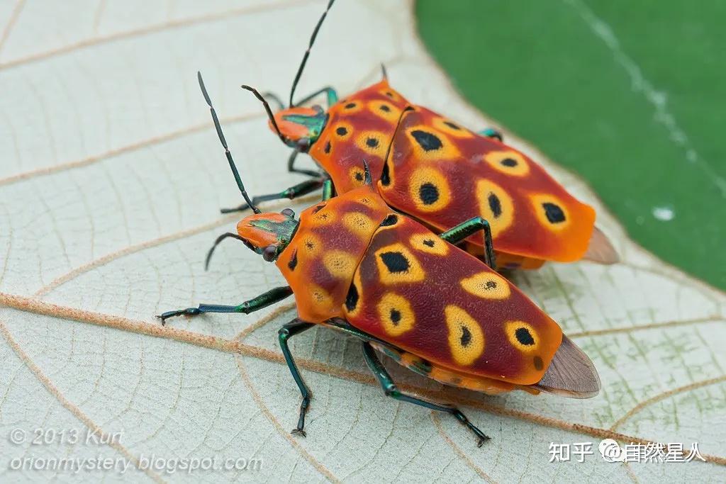 本不该出现在这里的访客——北京·奥森科学记录 · 角盾蝽 - 知乎