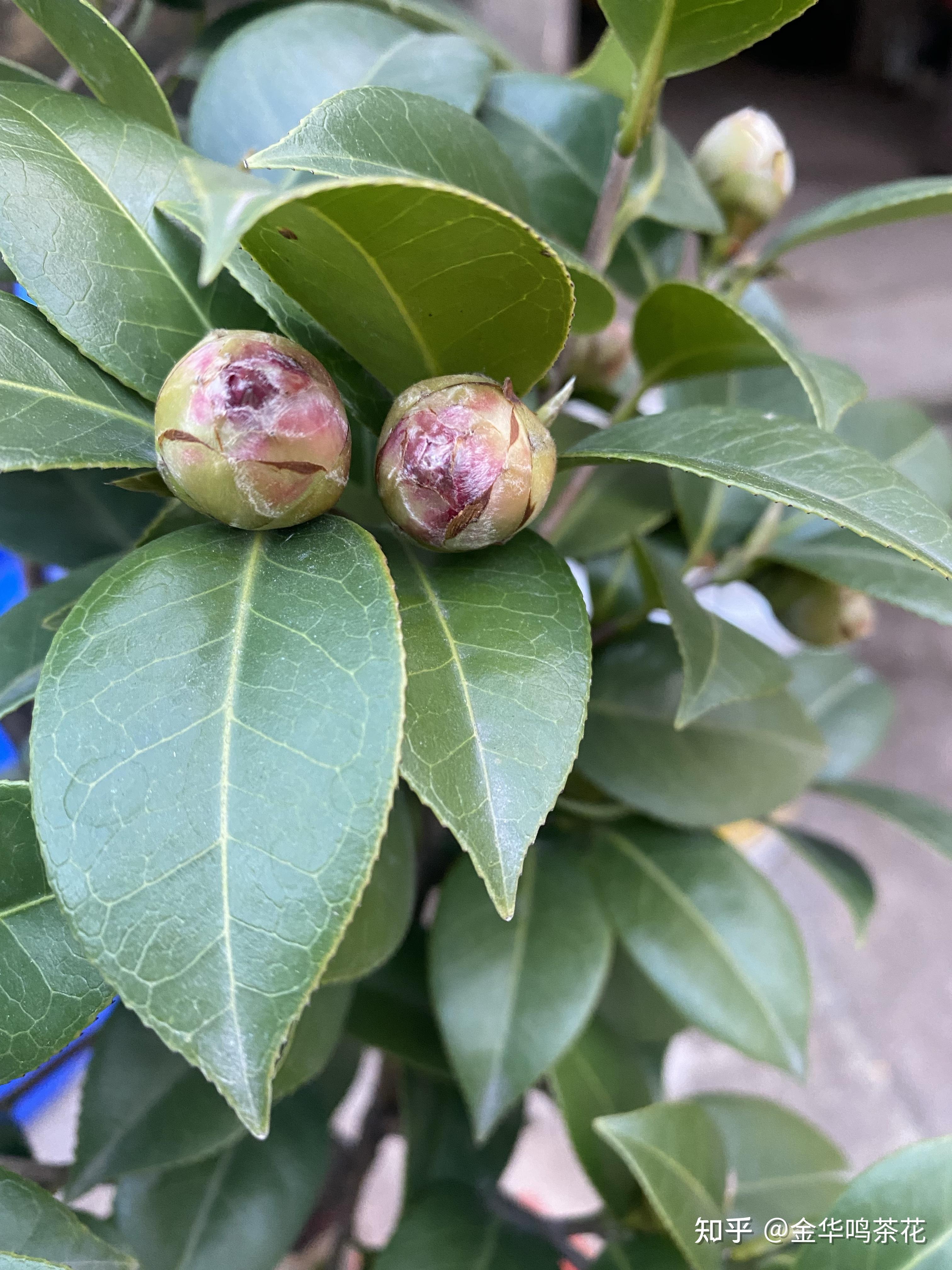 琳布蕾茶花图片