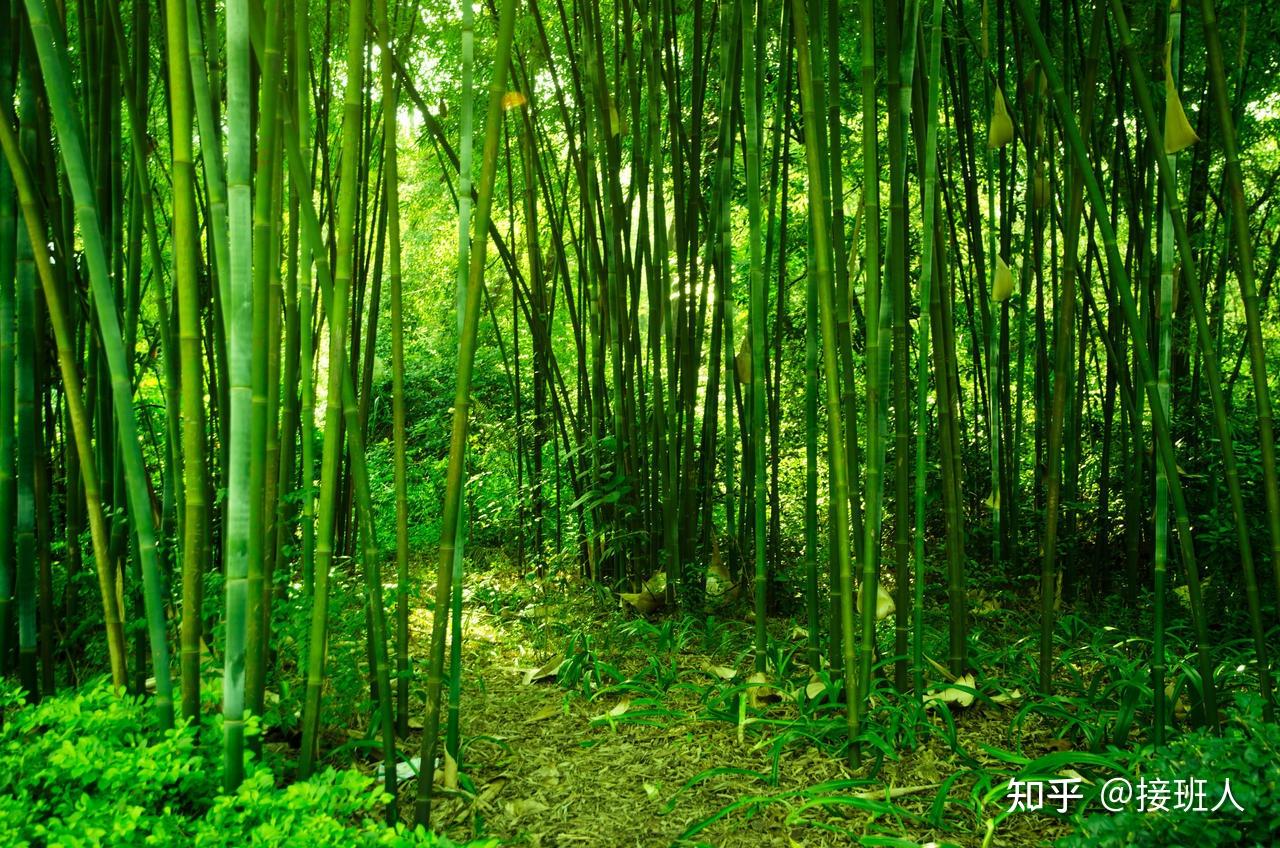 竹子的寓意,你了解吗? - 知乎
