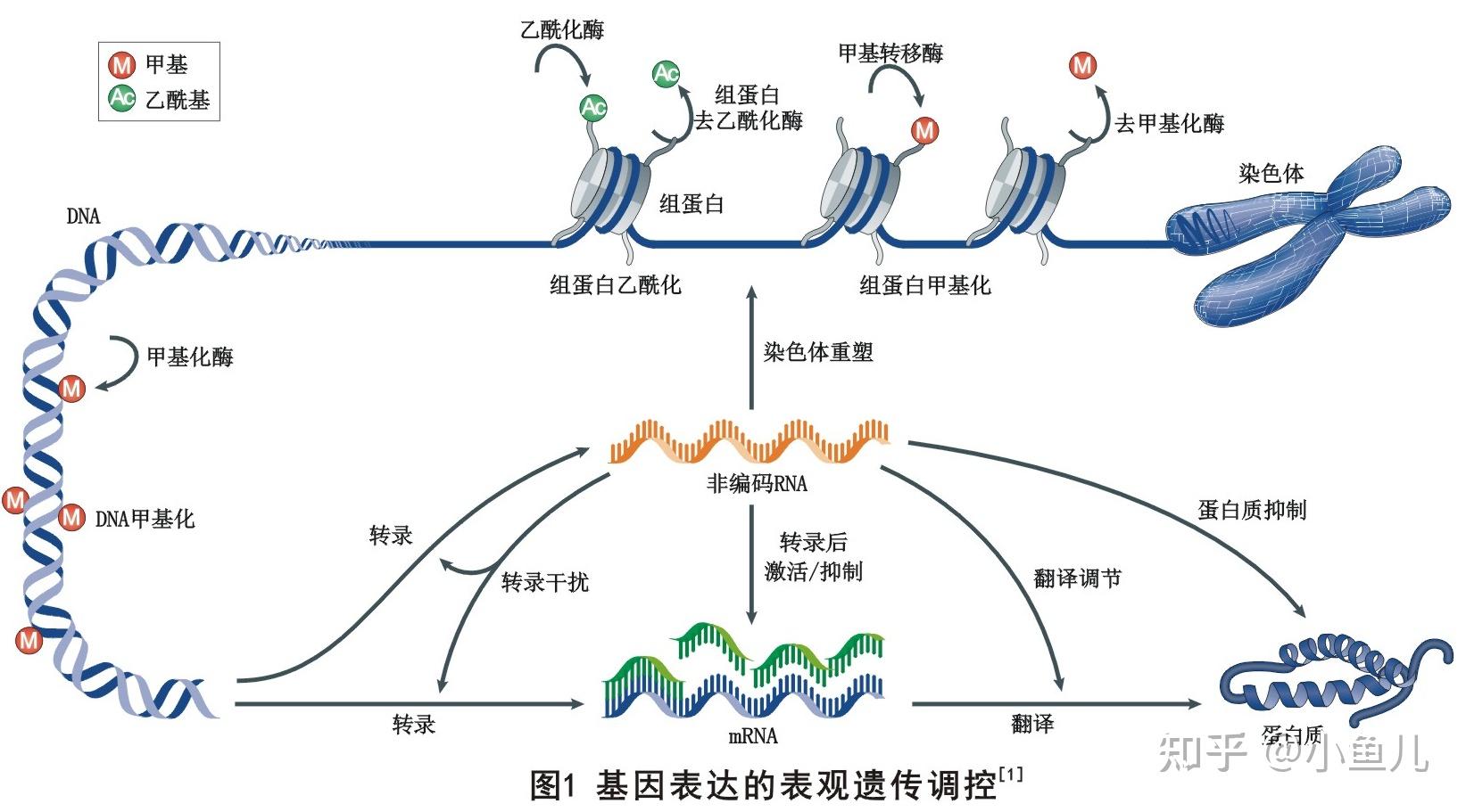 高中生物科普之表观遗传 - 知乎