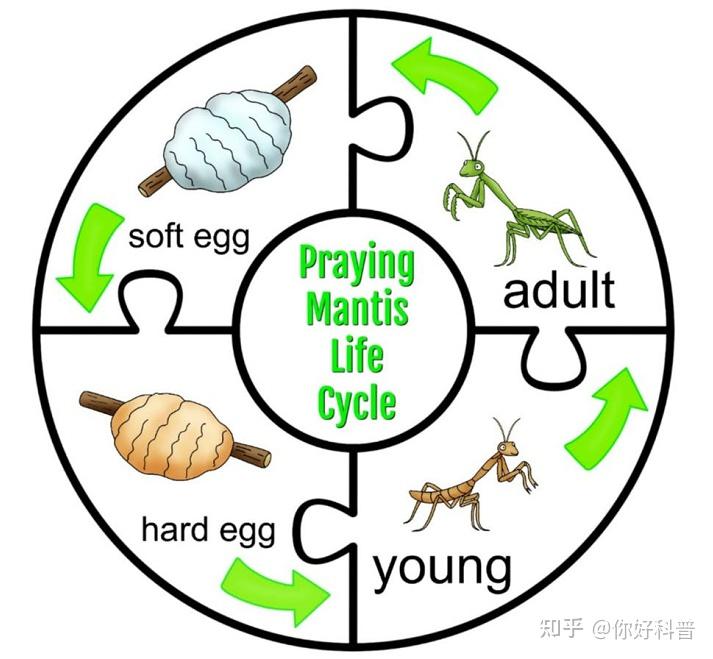 螳螂生长过程步骤图片