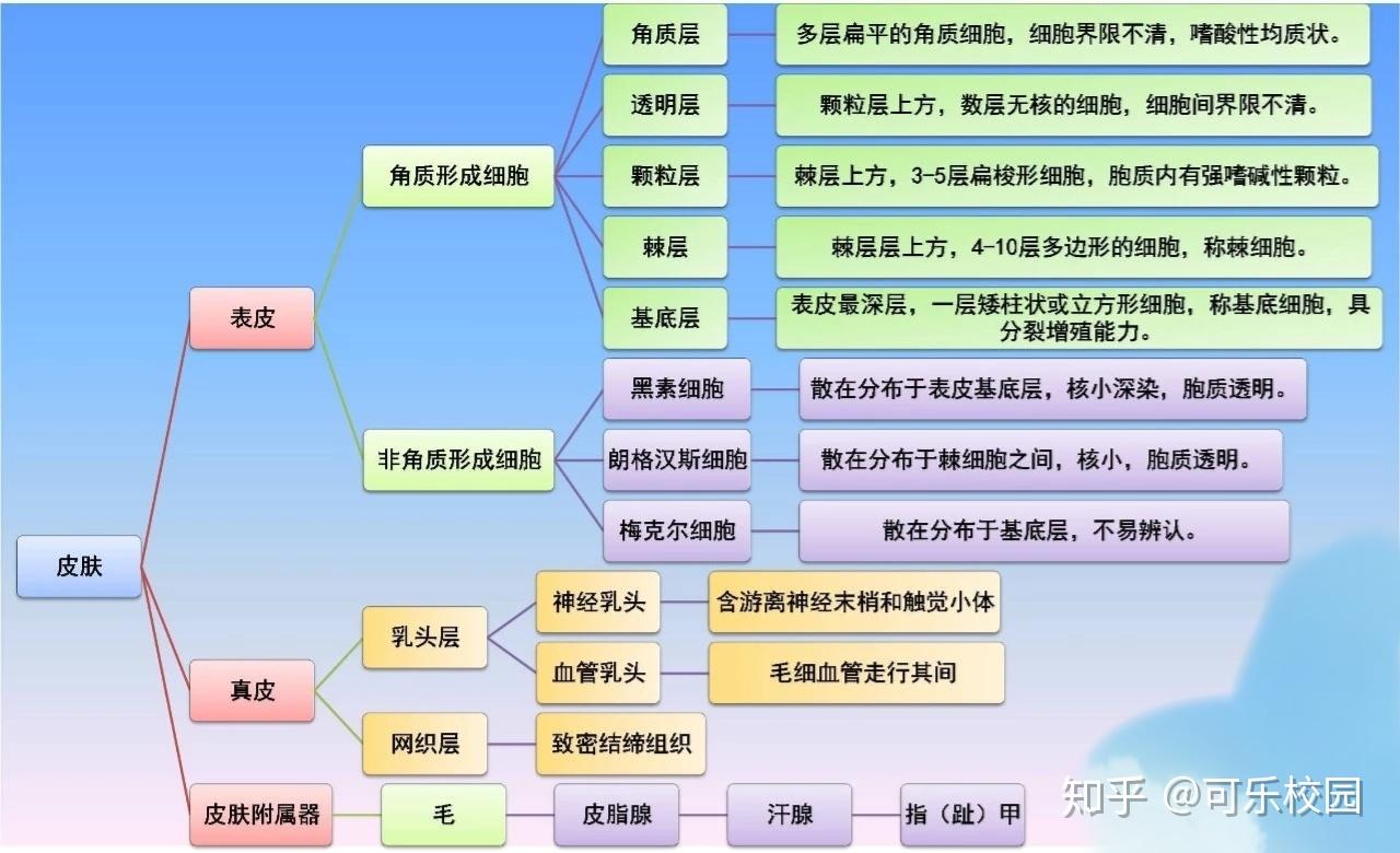 组织学与胚胎学期末复习重点皮肤篇