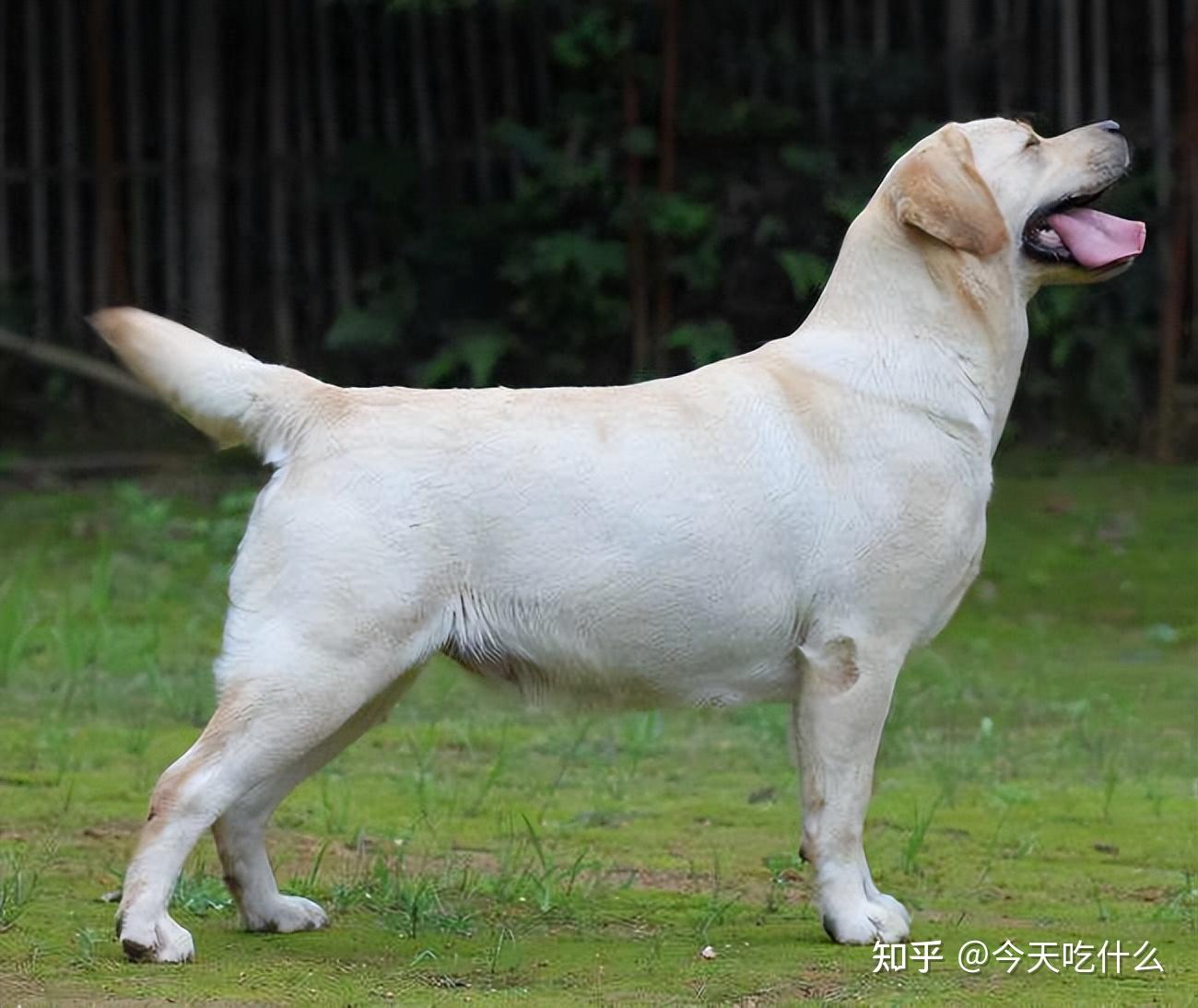 特点:聪明,憨厚拉布拉多智商高,情商也高,对主人的情绪变化很敏感,就