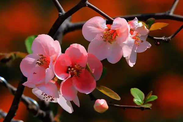 春日花鑑 梅花 桃花 杏花 李花 樱花 梨花 全网搜