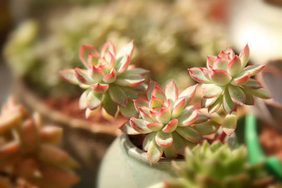 如何拍摄出高逼格好看的多肉植物照片? - 阿嘞