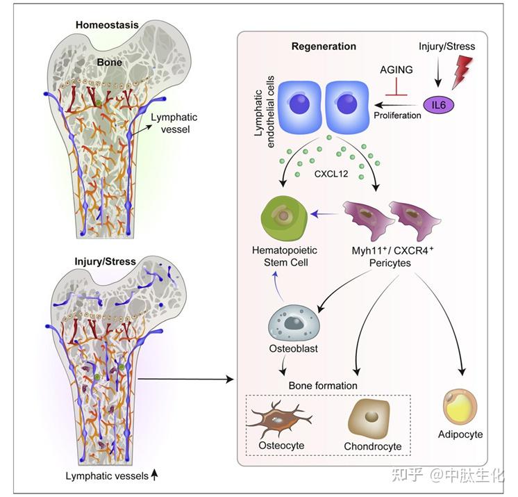 Cell：揭示淋巴管在在骨骼和血细胞再生中起着关键作用 - 知乎