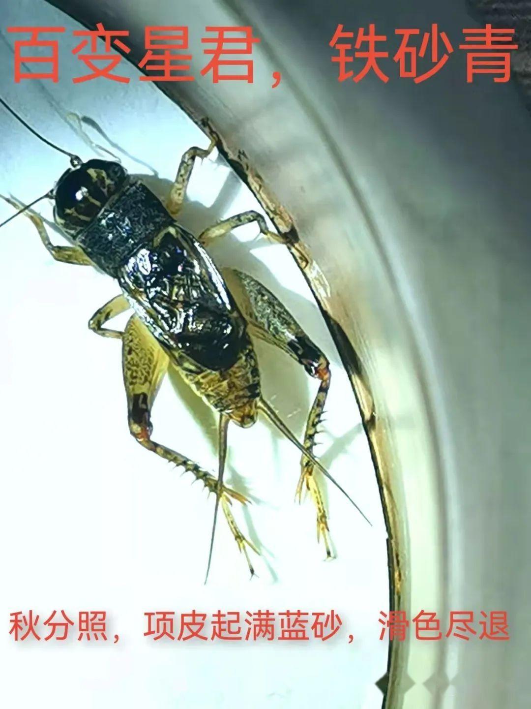 蟋蟀分享:铁砂青,底板老足,谱说晚出土之虫,盆养后起砂者大贵。诚然,谱不欺人! - 知乎