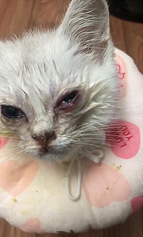 关于猫鼻支.死里逃生治疗心得- 知乎