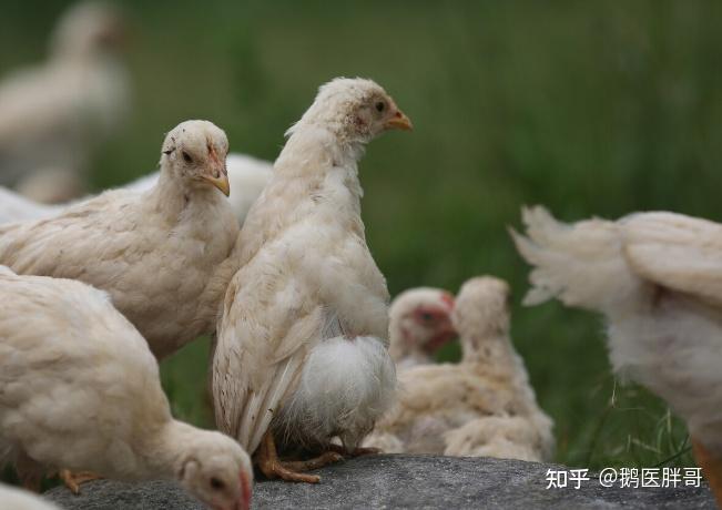 什么鸡食量小 什么鸡食量小又好养