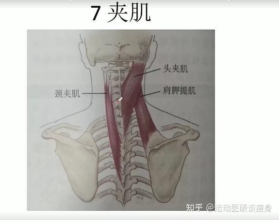 頭夾肌上方附著在乳突,上項線,下方附著在項韌帶和上4個胸椎的棘突.