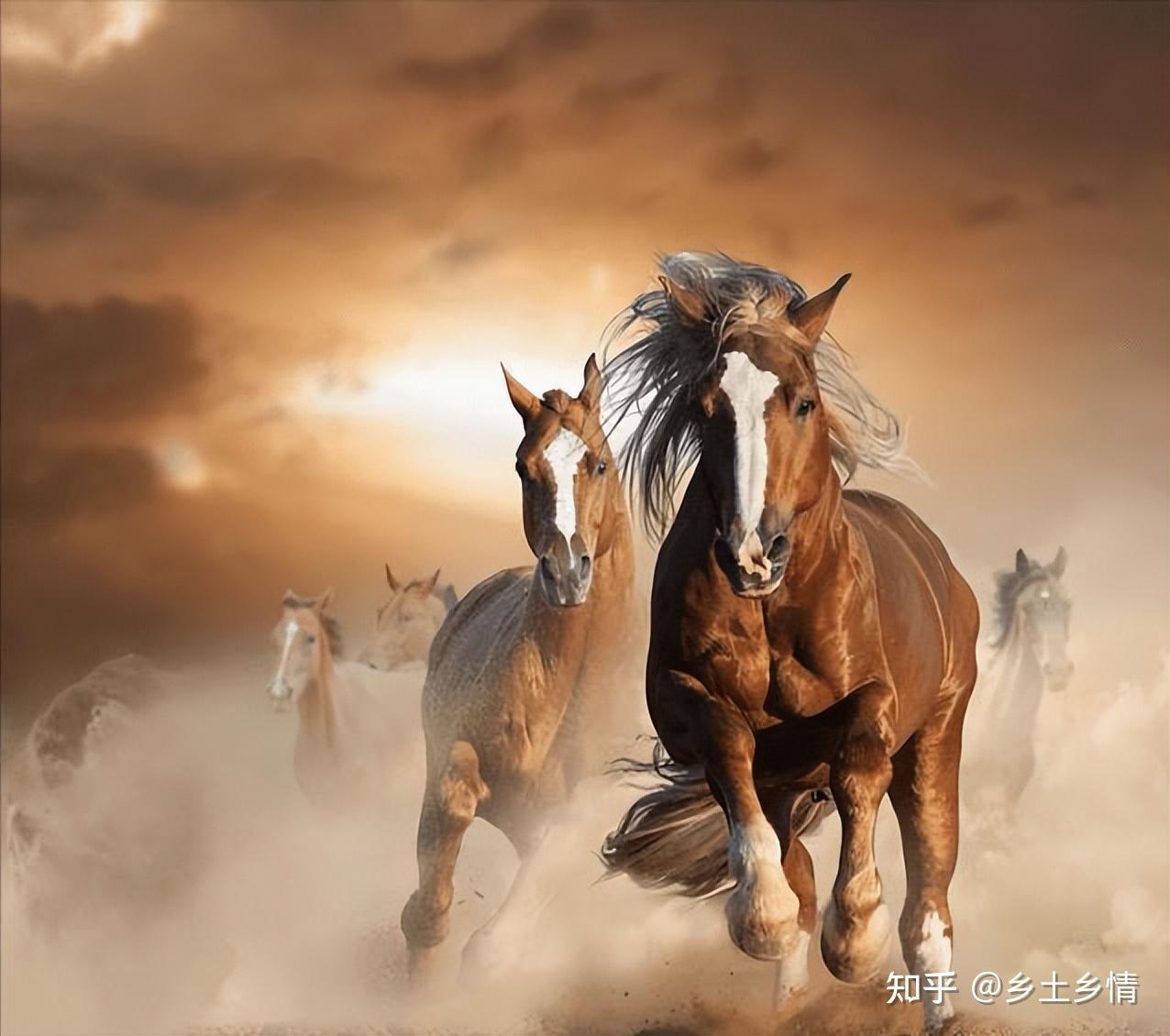 “马看四蹄,人看四相”:“马四蹄、人四相”指什么?有道理吗? - 知乎