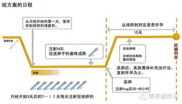 试管婴儿微刺激是指什么?微刺激和短方案、长