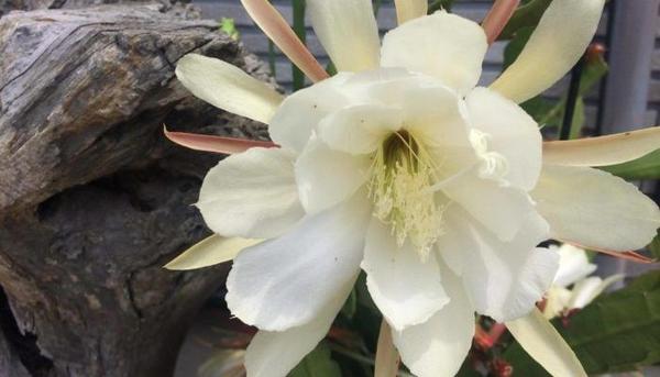11月中旬诞生花 知乎