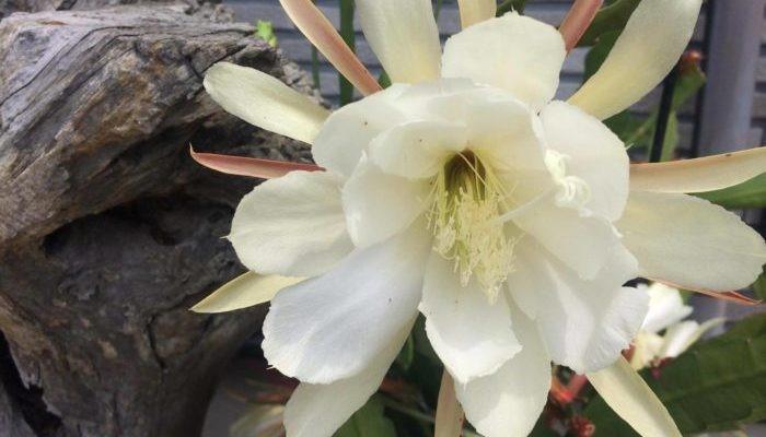 11月中旬诞生花