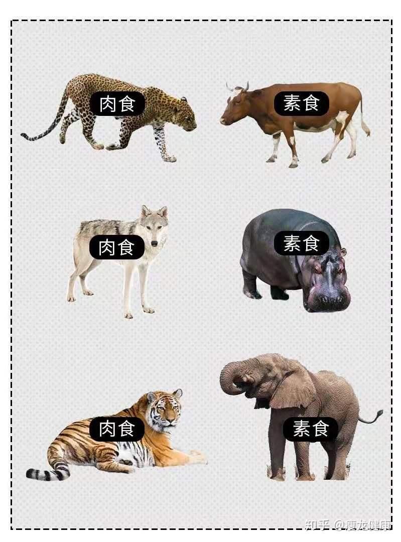 牛是吃素的吗?不一定,反刍动物的消化系统和我们不一样 - 知乎