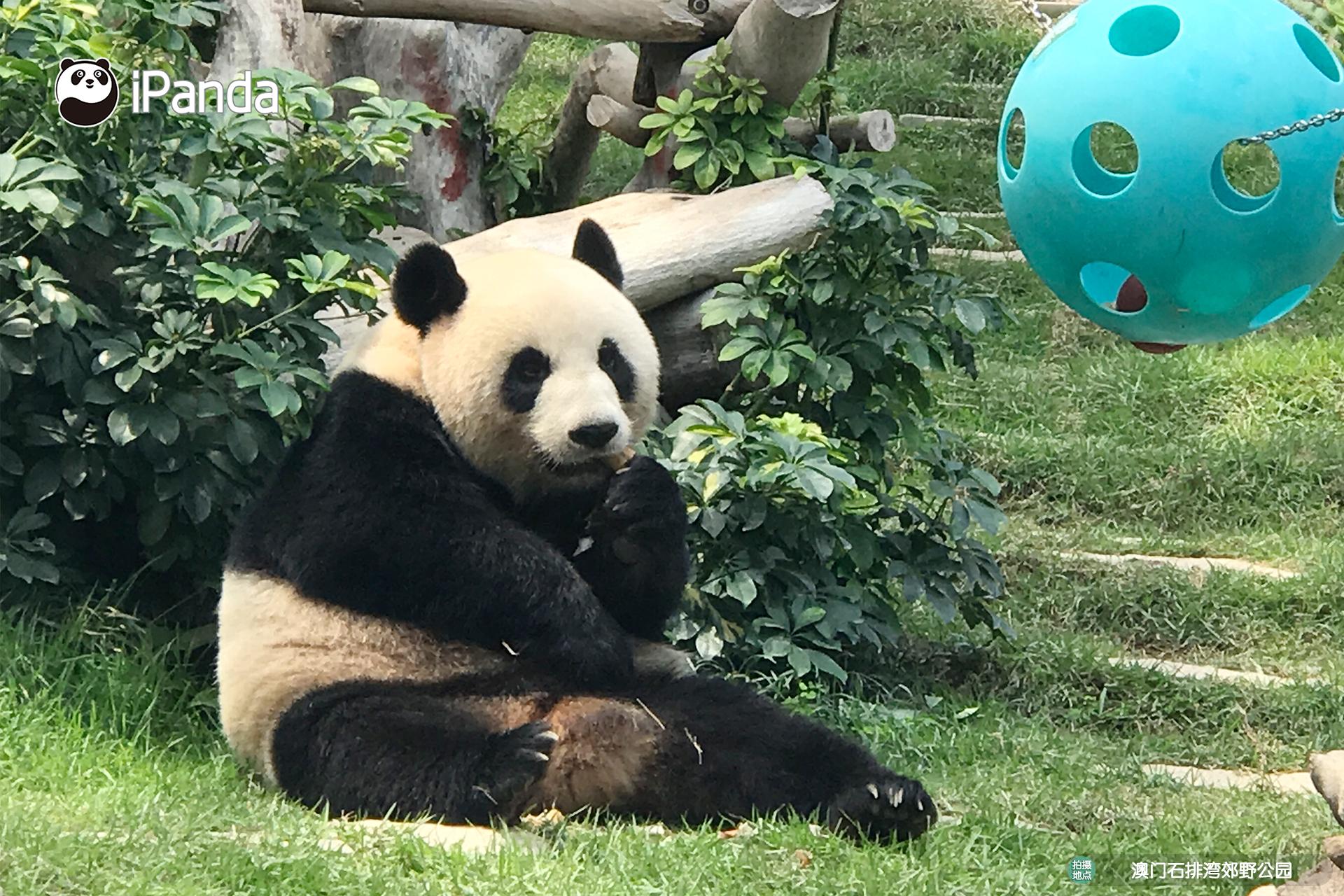 熊猫基地 v2-3e1b2c5e584917c8705c21e1ba60f597_r.jpg