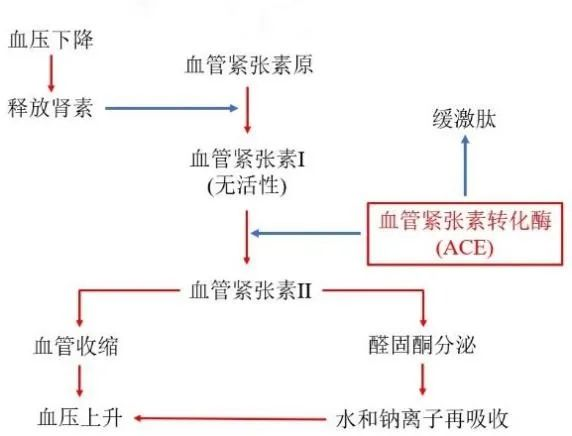 跟我学药物设计 | 药物研发的过程和药物设计的意义 - 知乎