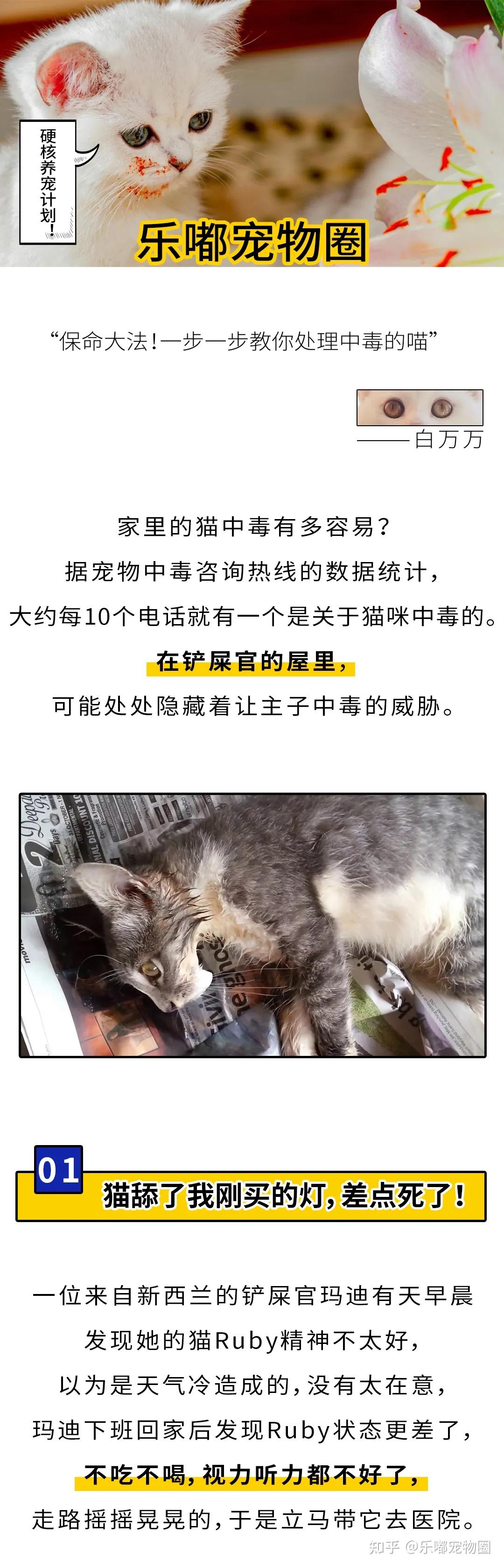这种网红灯，差点害死我家猫！”|猫中毒急救手册- 知乎
