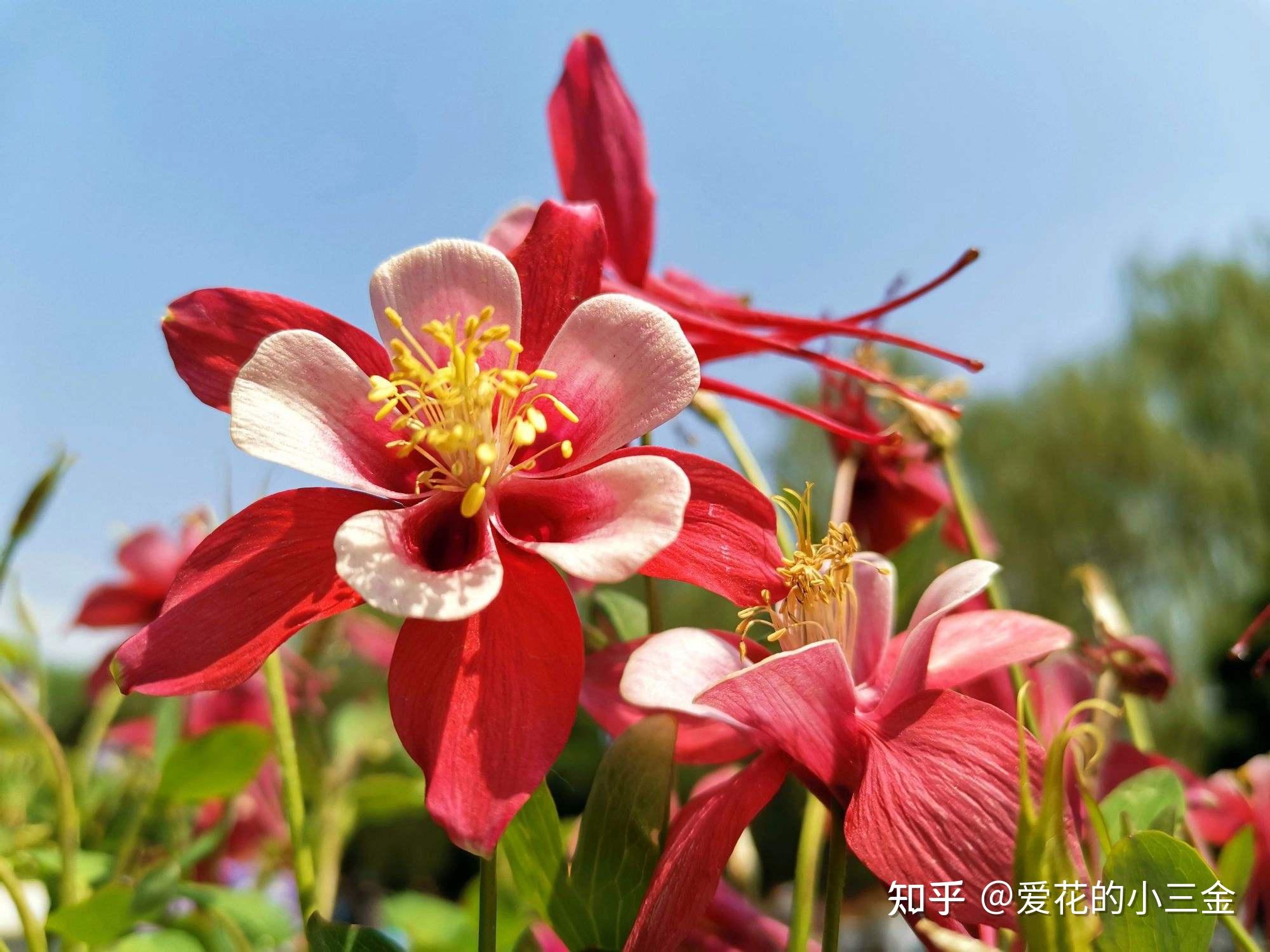 耧斗菜：被名字耽误的神颜花 - 知乎