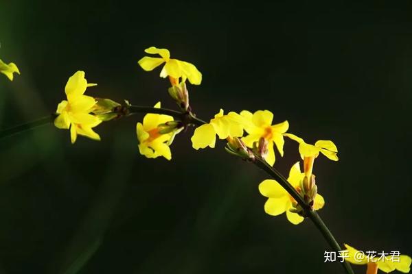 值得收藏的二十四花信风和优美诗词品赏 知乎