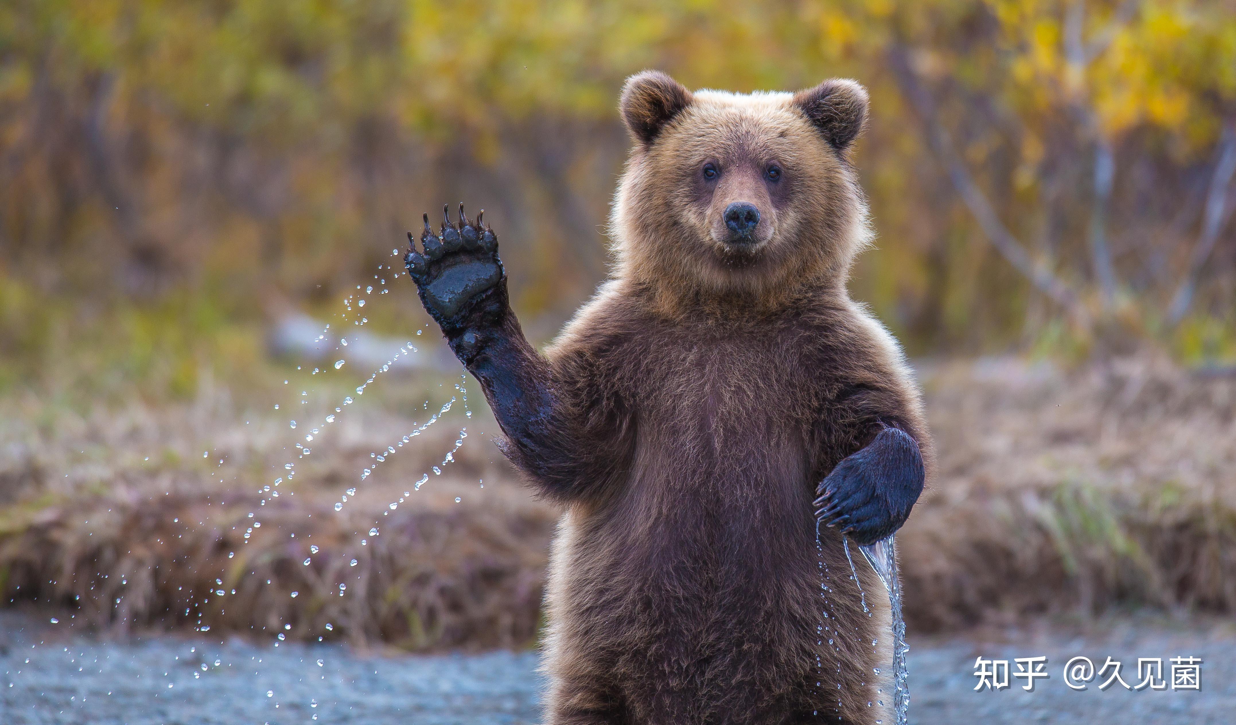 男子挖野菜,被黑熊舔没双眼,为何俄罗斯人揍熊,我们只能被揍?
