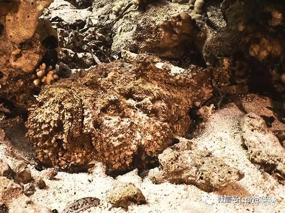 豆丁海马(hippocampus bargibanti)拟态进化的海洋生物将叶子模仿提升