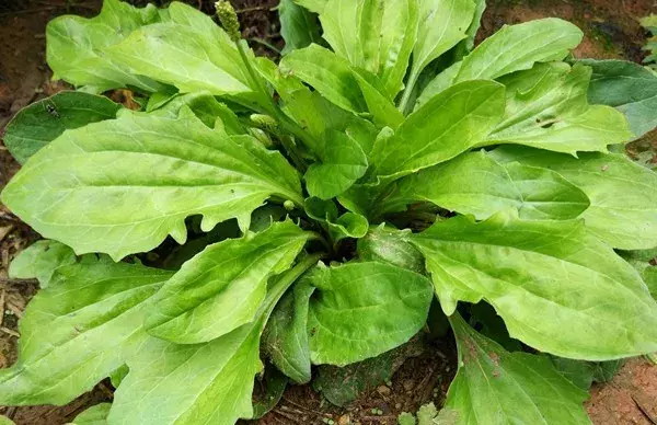 云南常见中草药科普