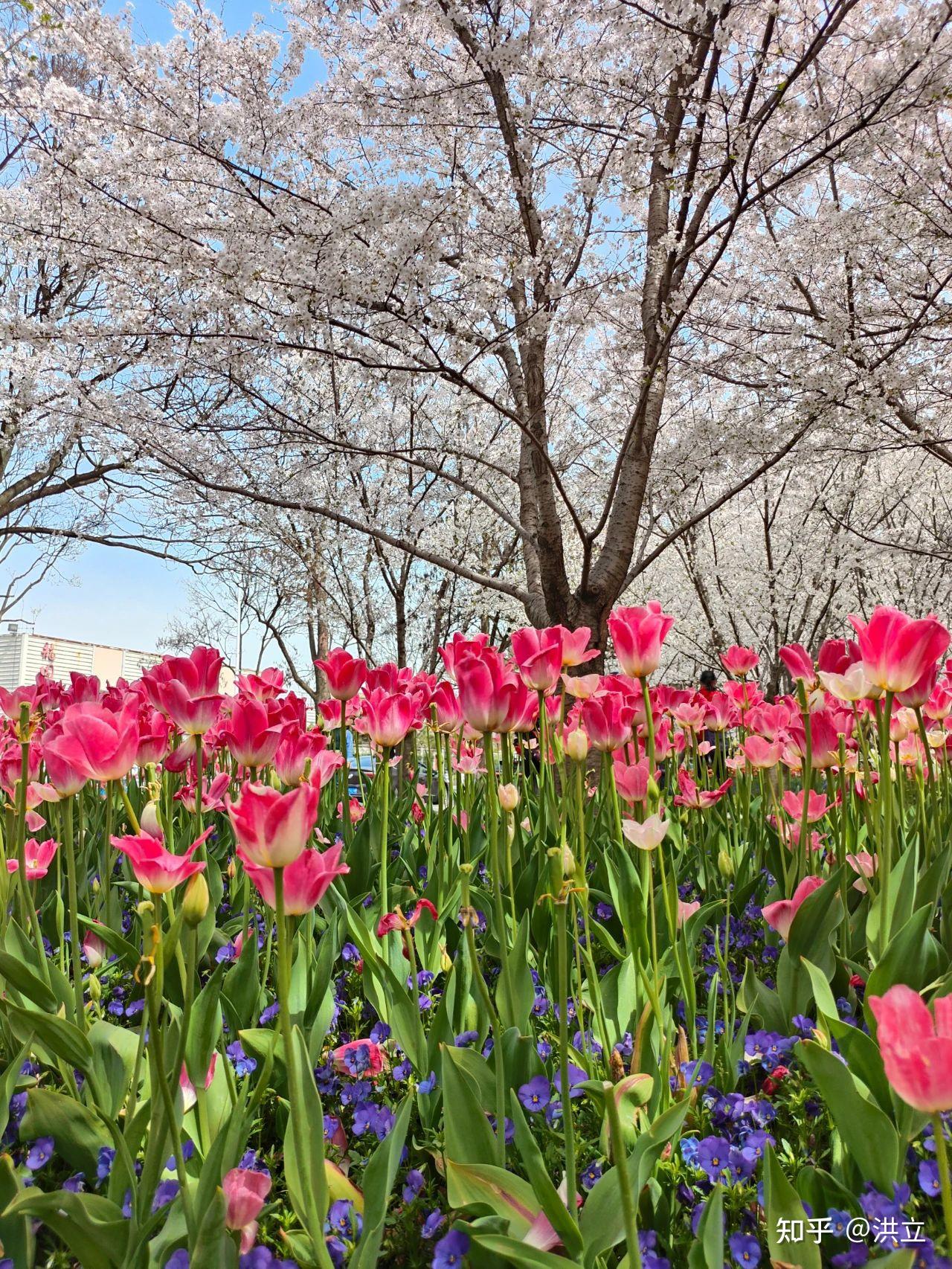 3/30周日上午,还开车和家人到黄浦滨江的琴键春园观赏樱花和郁金香