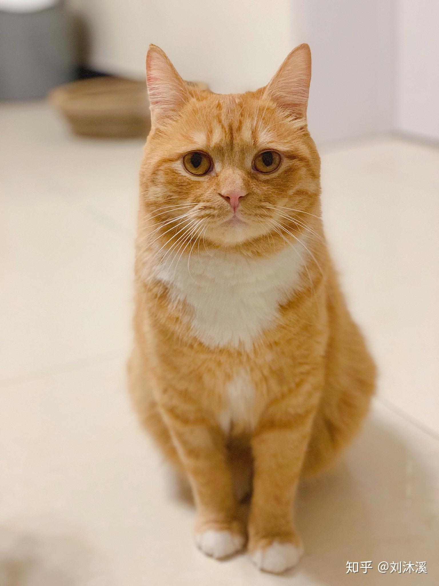 你见过最好看的橘猫长什么样