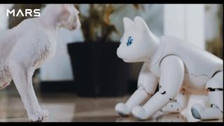 中国机器人制造商众筹全球首款仿生宠物猫marscat有点像猫版aibo