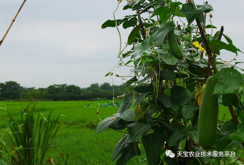 丝瓜弯瓜烂花严重怎么办