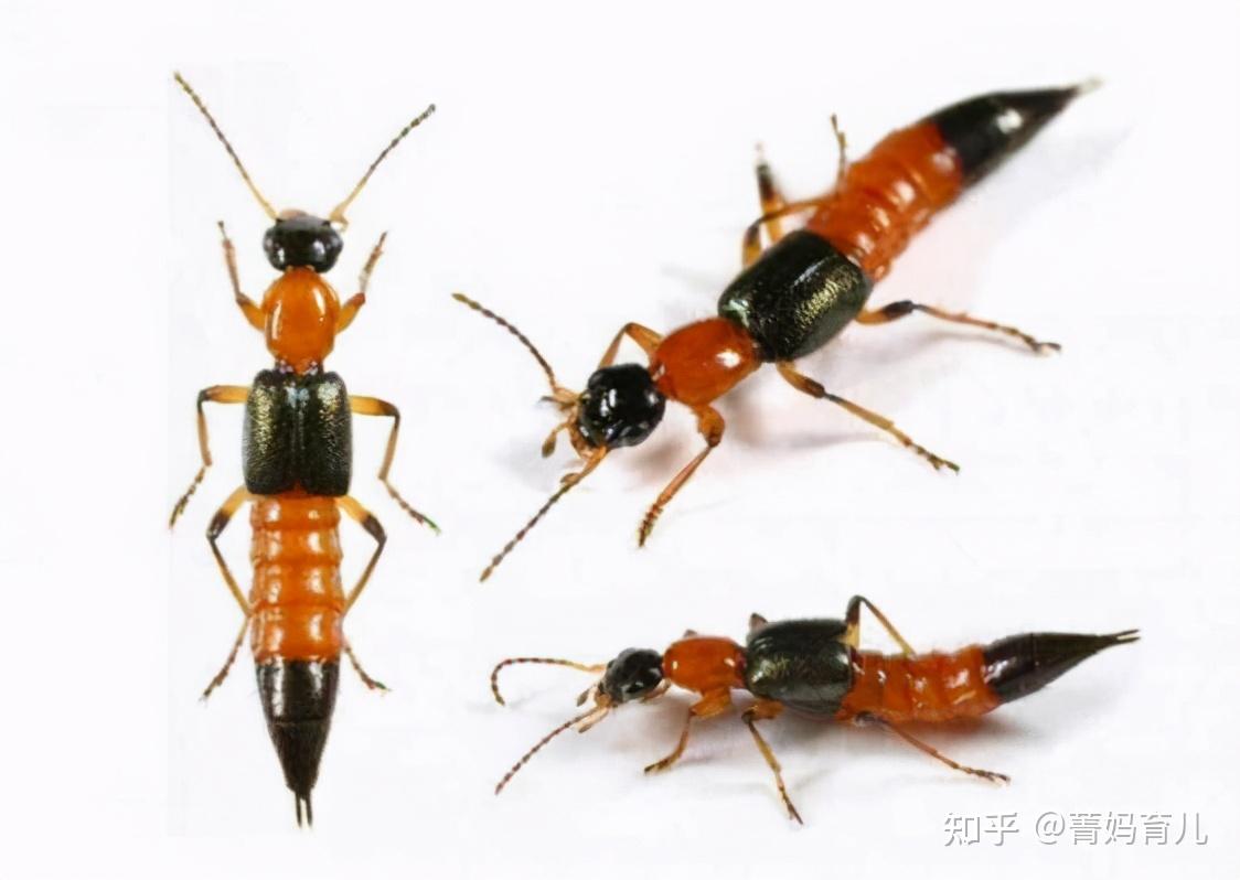 红火蚁红色的蚂蚁听起来很美,事实上越美越毒.