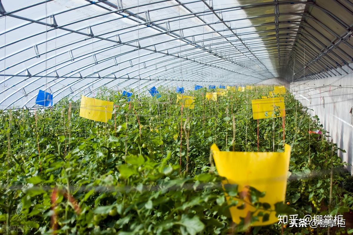 可人為控制蔬菜上市季節,採用大棚覆蓋塑料薄膜種植蔬菜,就是人為地