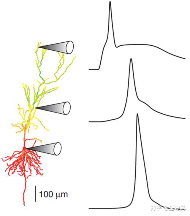 一种崭新的树突动作电位,人类大脑所特有