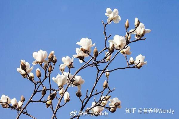 玉兰花就是辛夷 知乎