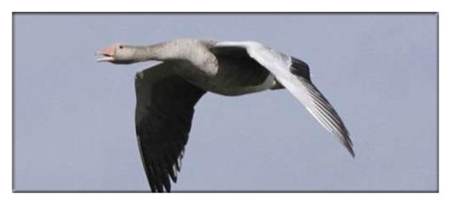 但是这只灰雁竟然翻身转体,倒立飞行,脖子翻转180度,脑袋依然朝上