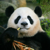 杨怪怪