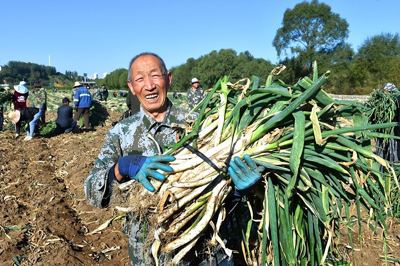 大量收购山葱图片