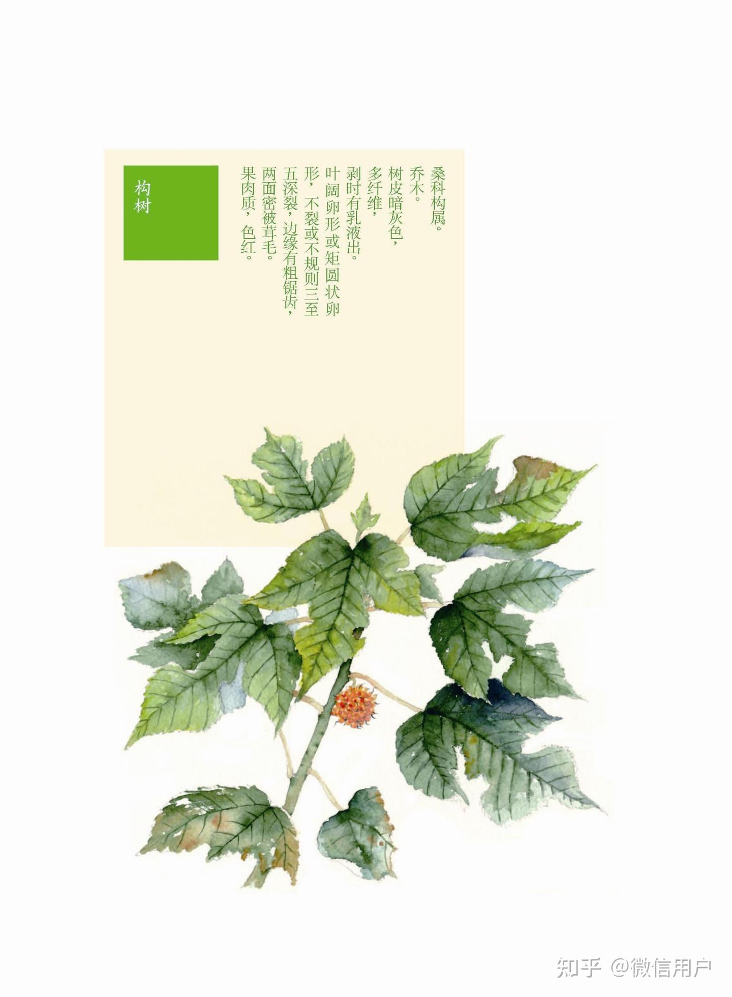 上古神植图鉴(九)迷榖树 - 知乎
