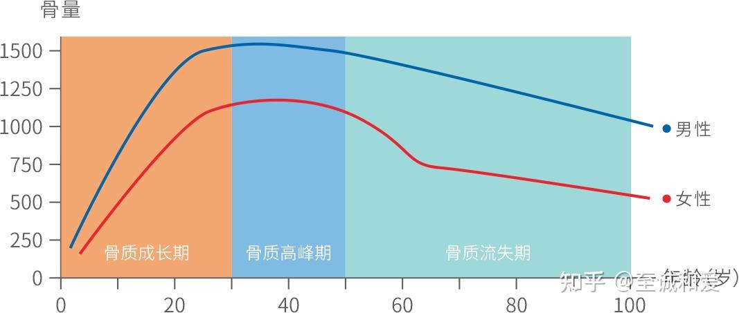 人体骨量在35岁后开始下降"存骨量"就像"存钱,年龄越大越能看见成效