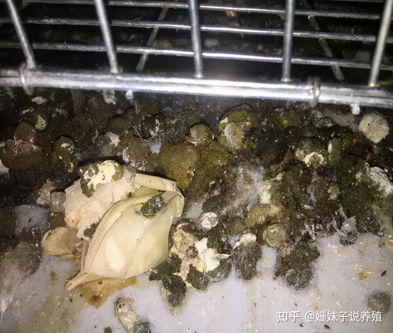 前殖吸虫破壳蛋变多快看看是不是被这种小虫影响了