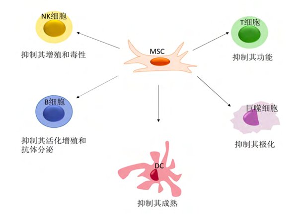 文獻告訴你間充質幹細胞對實體器官移植的重要貢獻