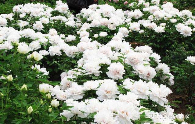 白色牡丹仙子树图片