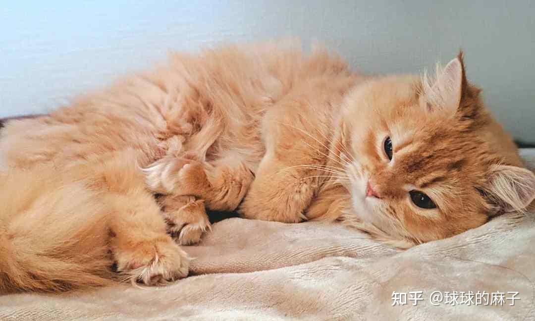 猫咪发情的那些事,你知道多少? - 知乎