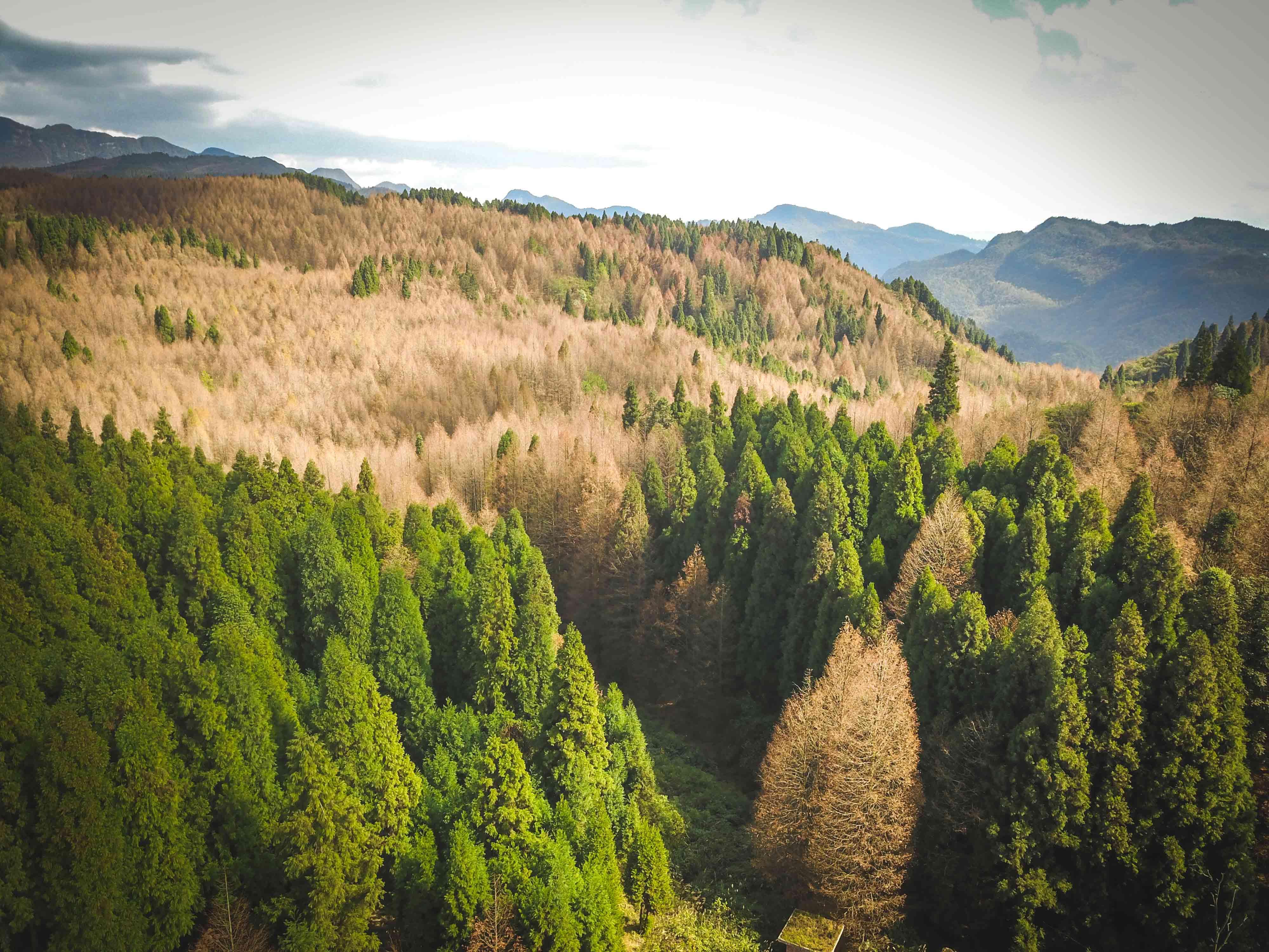 最美的秋色最美的你南川山王坪旅拍