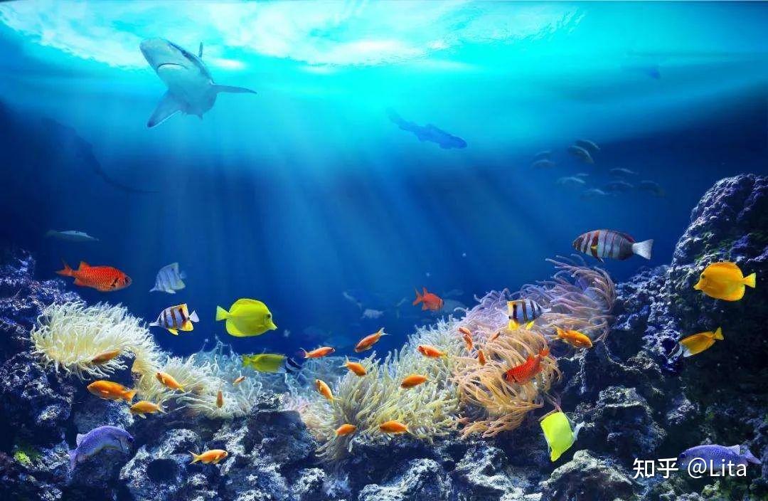 下一个风口海洋碳汇开发如何参与碳交易